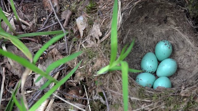 Blue eggs of the Thrush bird  in the nest. Dolly shot.