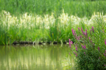 This flower is loosestrife. It's in a park in Korea.

C