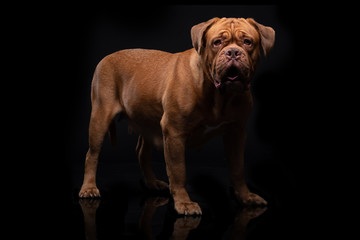 French Mastiff Dogue de Bordeaux Studio Shot