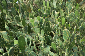 Cactus Opuntia rufida engelm. cactaceae