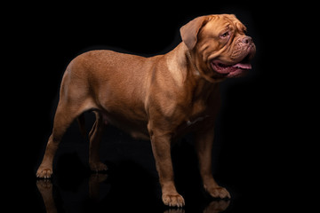 French Mastiff Dogue de Bordeaux Studio Shot