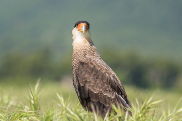 Caracara o carrancho norteño (Caracara cheriway)
