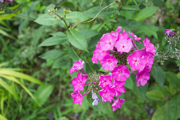 The name of this beautiful flower is Phlox.