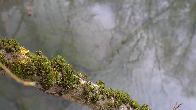Feather-Moss  (Brachythecium) on a tree branch over a stream.