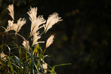 The name of this plant is Green bristlegrass