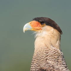 Caracara o carrancho norteño (Caracara cheriway)