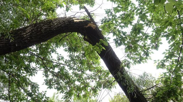 4K view of a broken tree trunk in the forest among green foliage