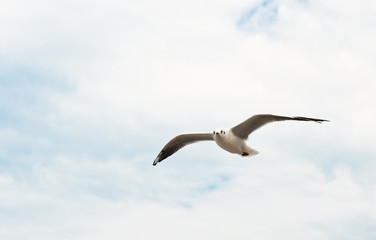flying seagull in the sky with white clouds, close up