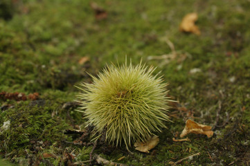 green chestnuts with thorns. fresh autumn fruits