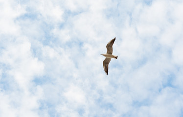 flying seagull in the sky with white clouds