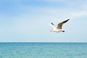 Naklejka premium A seagull flies above the sea in sunny day, close up