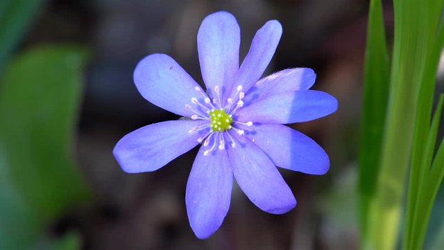 Flower of Anemone hepatica (liverwort) at spring. Close up.