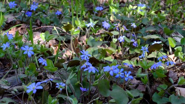 Flowers of Anemone hepatica (liverwort) at a forest glade.