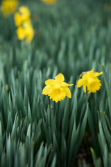 Obraz premium The name of this flower is Yellow narcissus.
