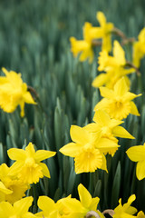 Obraz premium The name of this flower is Yellow narcissus.