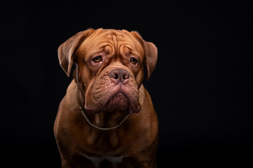 French Mastiff Dogue de Bordeaux Studio Shot