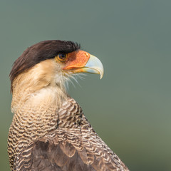Caracara o carrancho norteño (Caracara cheriway)