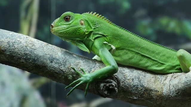 Green lizard sticks out its tongue and climbs the branch in slow motion