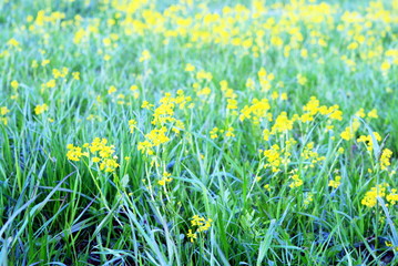 field with many yellow flowers