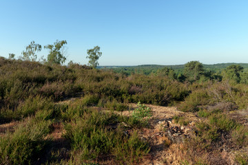 hiking path panorama in the Rambouillet forest. Rochefort-en-Yvelines