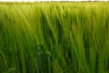 Green wheat on a sunny day