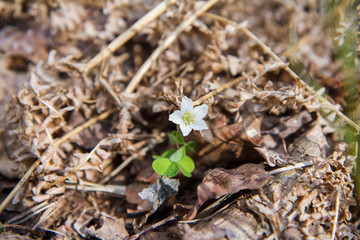 The Wood sorrel plant blooming
