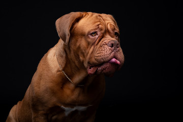 French Mastiff Dogue de Bordeaux Studio Shot