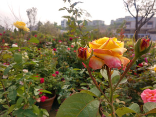 Beautiful rose flowers in nursery, rose flowers in garden