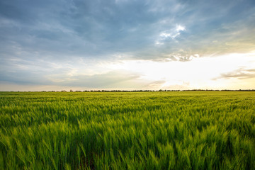 Field of green wheat on a sunny day