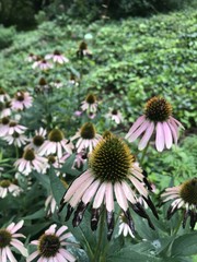 pink and yellow flowers