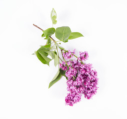 Lilac branch with flowers and leaves on a white background