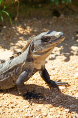 Iguana