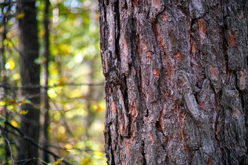 Obraz premium Close-up of bark on tree trunk in the foreground