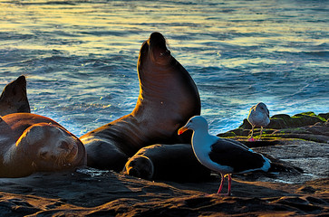 Seals and seagulls sharing the same rock to rest, in San Diego harbor