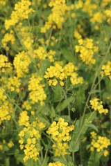field of yellow flowers