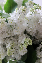 White lilac, lilac bouquet