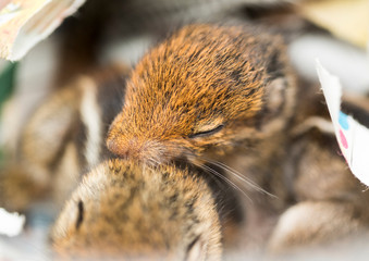 a baby squirrel sleeping on another baby squirrel