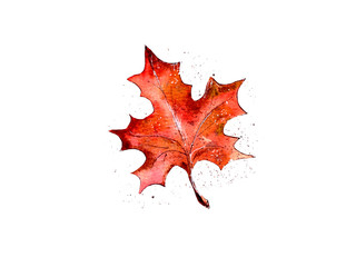 hand-drawn watercolor illustration. autumn leaf is orange. postcard decoration, Halloween attribute.