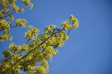Branches with new maple leaves