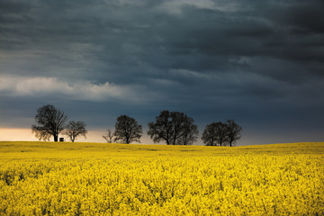 Obraz premium Rzepakowe Pole z Burzowym Niebem i Drzewa