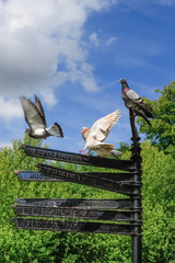 Pigeons and doves perch  on signposts in Verulanium Park in the English town of  St Albans