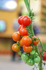 Locally Produced fresh organic fruits and vegetables (tomatoes)