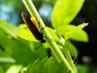 チュウレンジバチ leaf bee