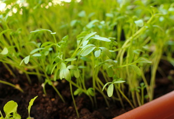 Growing a seed at home