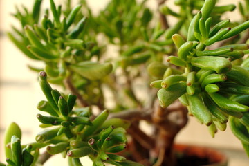 green plant in a pot