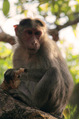 Monkey eating a corn sitting on a branch of a tree