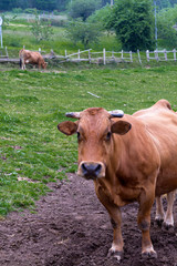 Vaca mirando fijamente a cámara