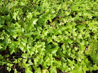 yellow green leaves texture 1