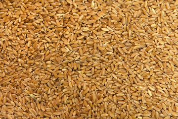 Wheat grain seeds