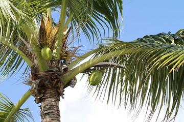 Palm tree with coconuts in the caribbean